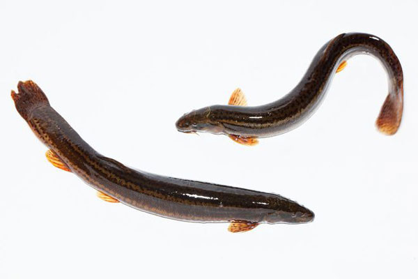 泥鰍工廠化循環水養殖方案